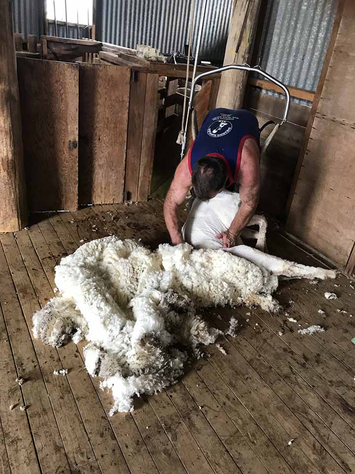 sams shearing dubbo